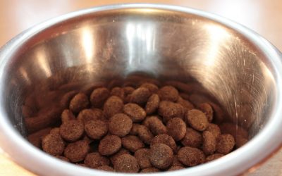 Opportunities for European pet food in the Chinese market